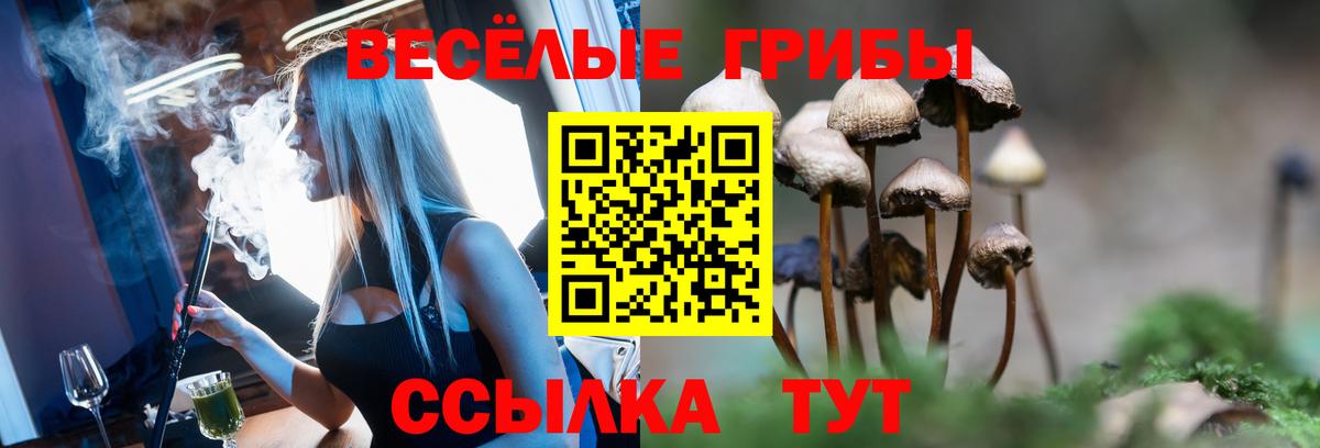 Псилоцибиновые грибы Psilocybine cubensis Ногинск